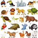 Animals