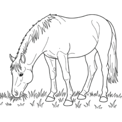 Horse eating grass