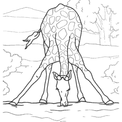 A giraffe drinks at a watering hole
