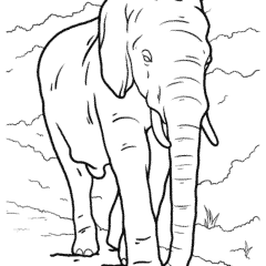 A large baby elephant with tusks on a walk