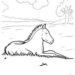 A newborn foal rests on the grass