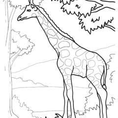 An adult giraffe searches for food