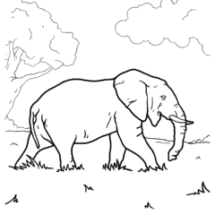 Asian Elephant – Side View