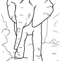 Baby elephant learns to walk