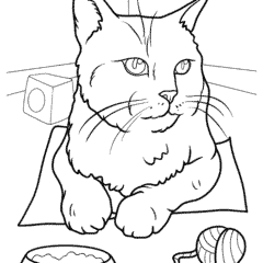 Close-up of a cat