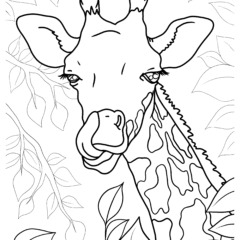 Close-up of a giraffe licking its nose