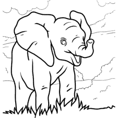 Cute baby elephant