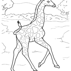Cute baby giraffe runs in the wild