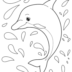 Cute dolphin