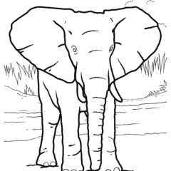 Cute elephant with big ears