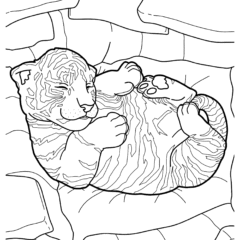 Cute tiger cub sleeping in a ball