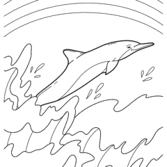 Dolphin jumps out of water and rainbow
