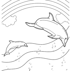 Dolphins with rainbow