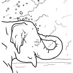 Elephant cools itself with water