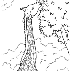 Giraffe eats leaves from a tree