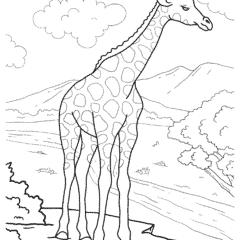 Giraffe in Africa
