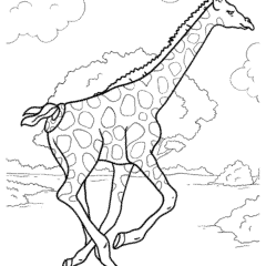 Giraffe running in the wild