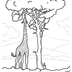 Giraffe stretches its neck and eats leaves from a tree