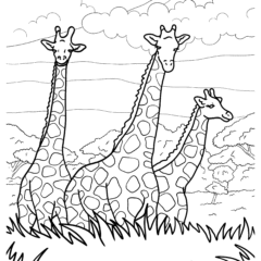 Giraffes in the wild