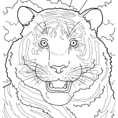 Happy tiger with a big nose