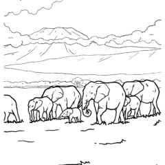 Herd of elephants