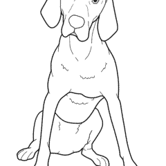 Hungarian Vizsla Dog