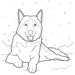 Husky in the snow