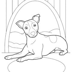 Jack Russell Terrier Puppy