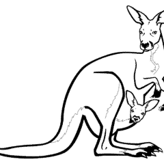Kangaroo with a baby kangaroo in a pouch