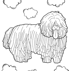 Komondor dog overgrown with hair