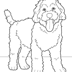 Labradoodle puppy with tongue hanging out