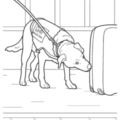 Labrador K-9 police dog sniffs luggage