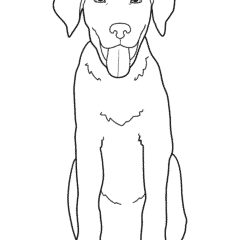 Labrador puppy