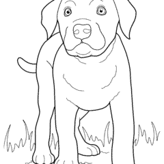 Labrador puppy on the grass