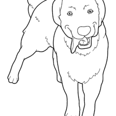 Labrador retriever with tongue hanging out