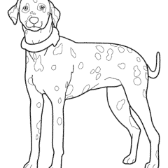 Large Dalmatian