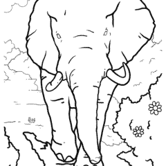 Large Indian elephant in the wild
