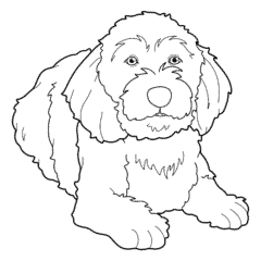Large Labradoodle dog lying down