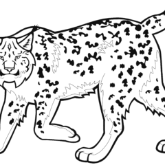 Lynx