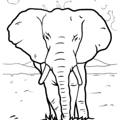 Majestic elephant with birds on its head