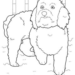 Maltese with a raised paw