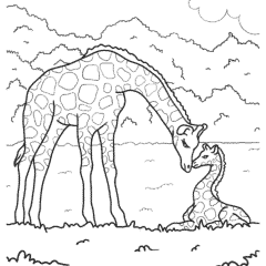 Mother Giraffe Soothes Her Giraffe Calf