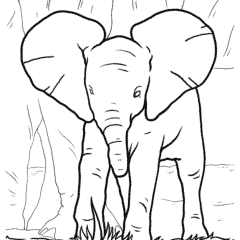 Newborn baby elephant