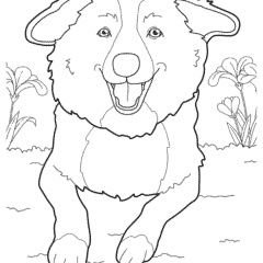 Nova Scotia Duck Tolling Retriever