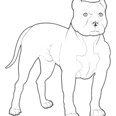 Pitbull