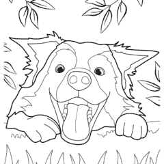 Playful face of a border collie puppy