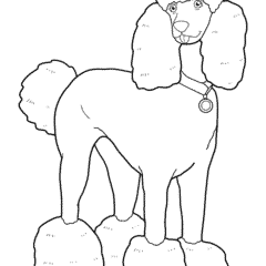 Poodle with a collar