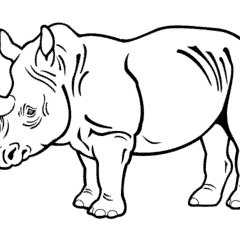 Rhinoceros