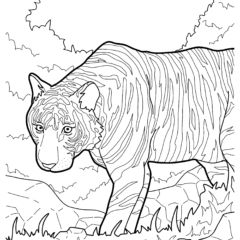 Siberian tiger in the wild