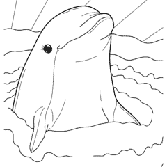 Smiling dolphin in the water